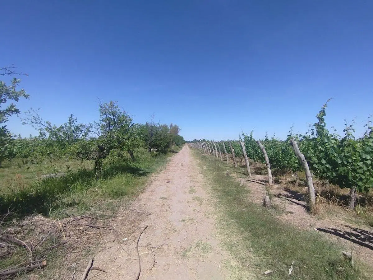 Venta Finca Vitícola en Chachingo 13 has 5