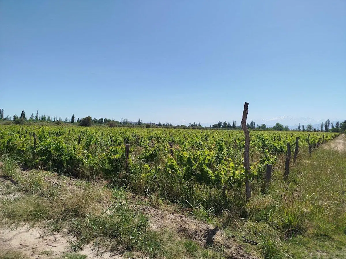 Venta Finca Vitícola en Chachingo 13 has 8