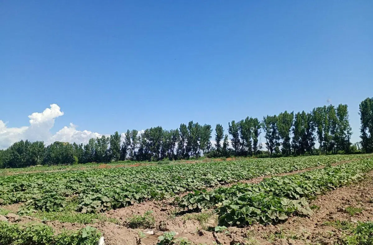 VENTA DE FINCA 8 HS EN LAS HERAS, MENDOZA 4