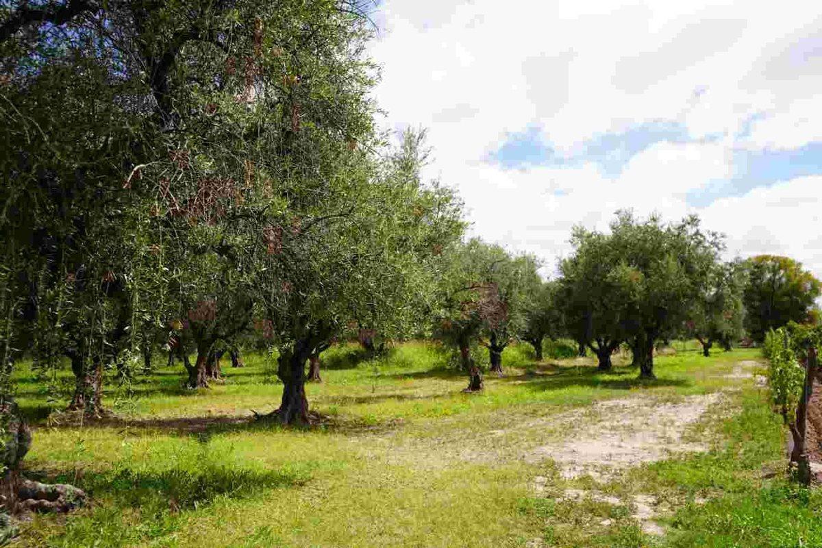 Foto de TERRENO EN VENTA, 4.496 m2 RUTA 60, MAIPÚ, imagen 1