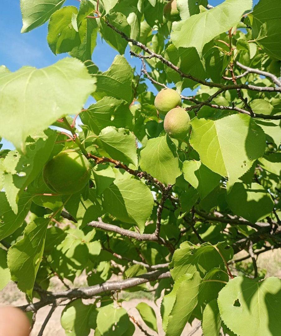 Finca Apta Urbanización Las Catitas, Santa Rosa