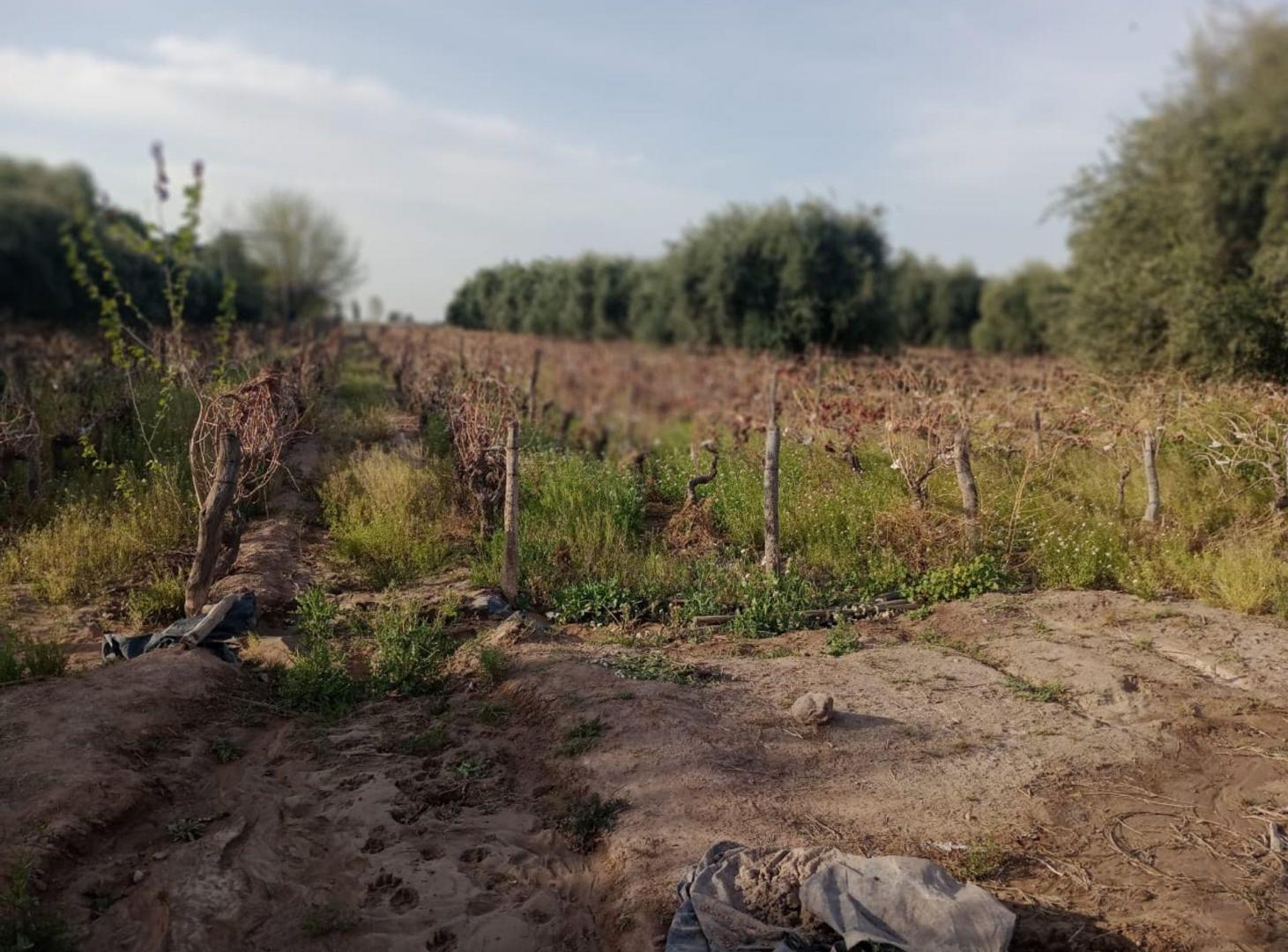 Foto de FINCA EN VENTA – FRAY LUIS BELTRÁN, MAIPÚ, MENDOZA, imagen 2