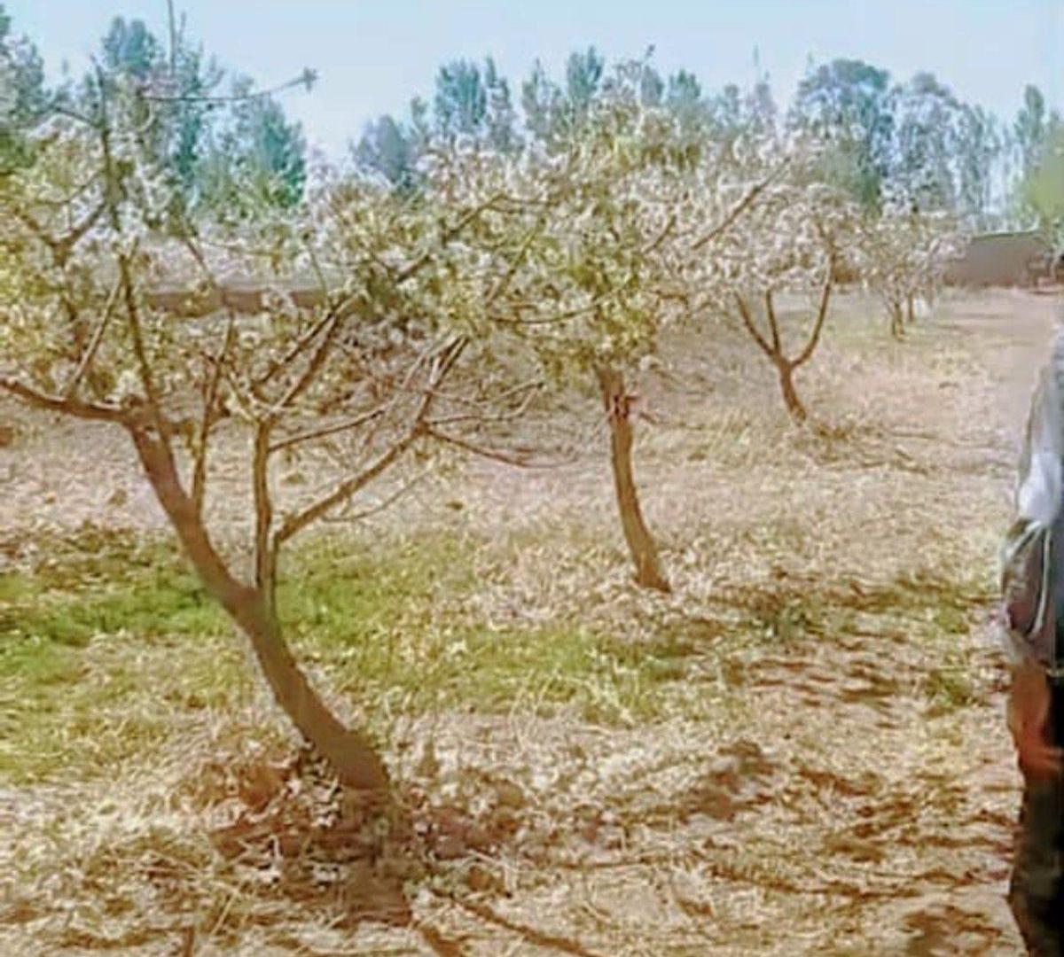 Foto de VENTA DE FINCA 8 HS EN LAS HERAS, MENDOZA, imagen 5