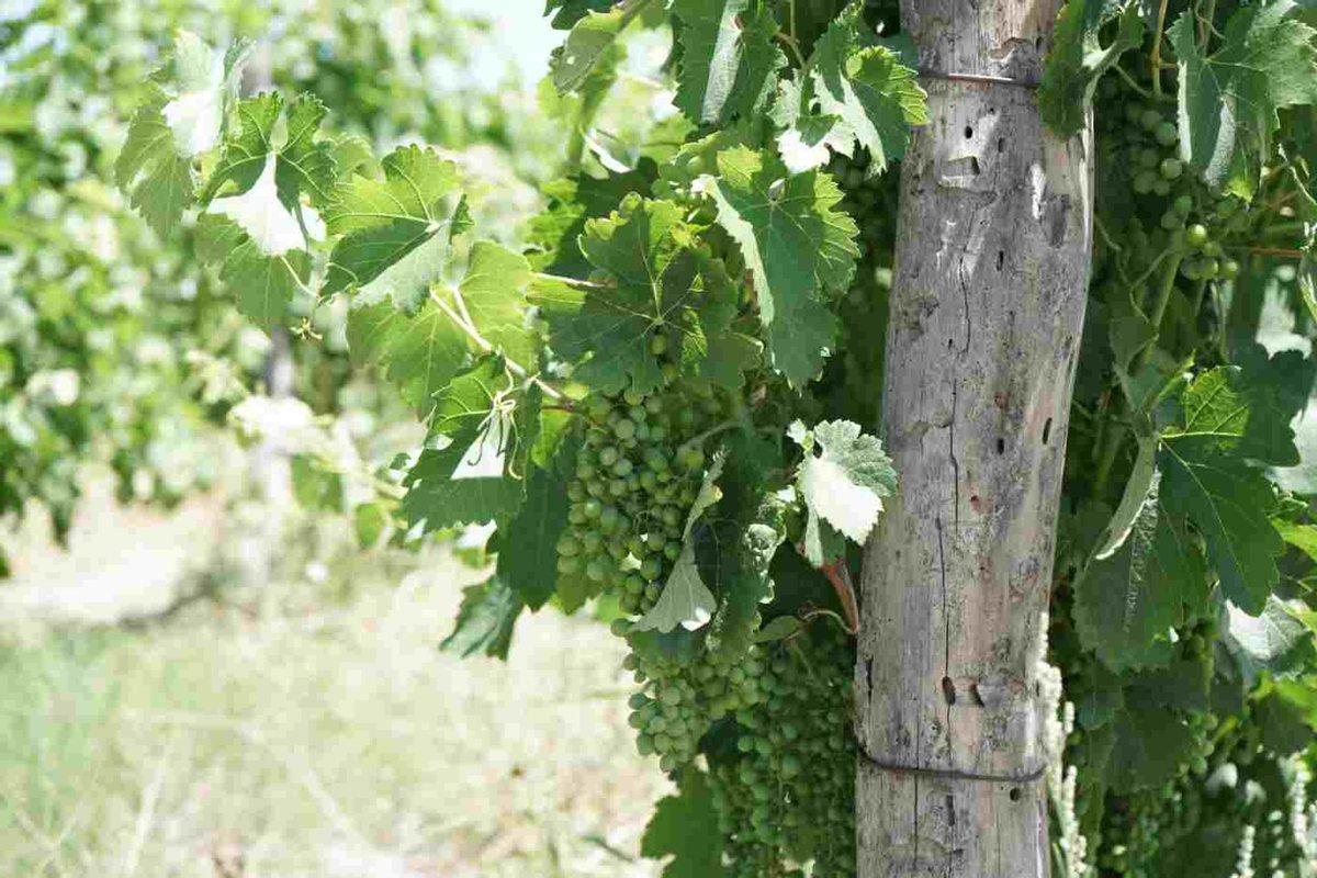 Foto de VENTA DE CAMPO, SANTA ROSA, LAS CATITAS MENDOZA, imagen 5