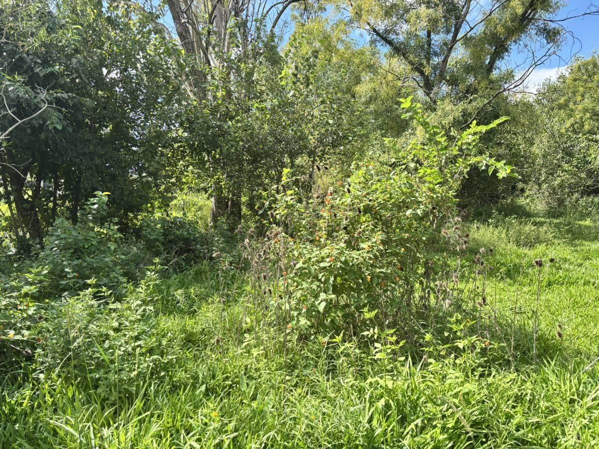 Foto de TERRENO EN VENTA – ANDINO, imagen 1