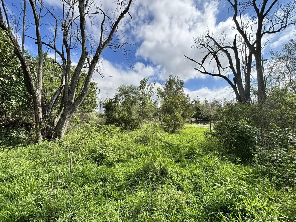 Foto de TERRENO EN VENTA – ANDINO, imagen 5