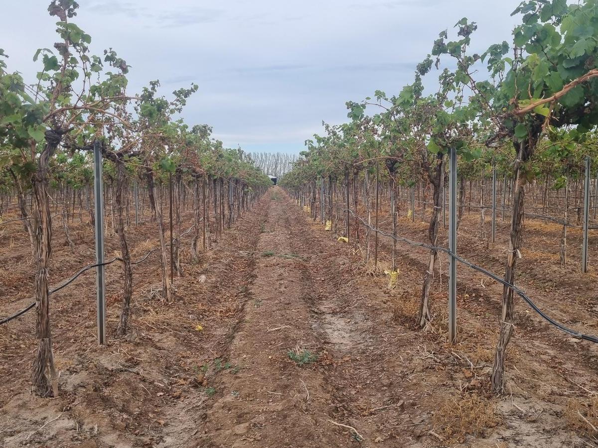 Finca en Junin 3