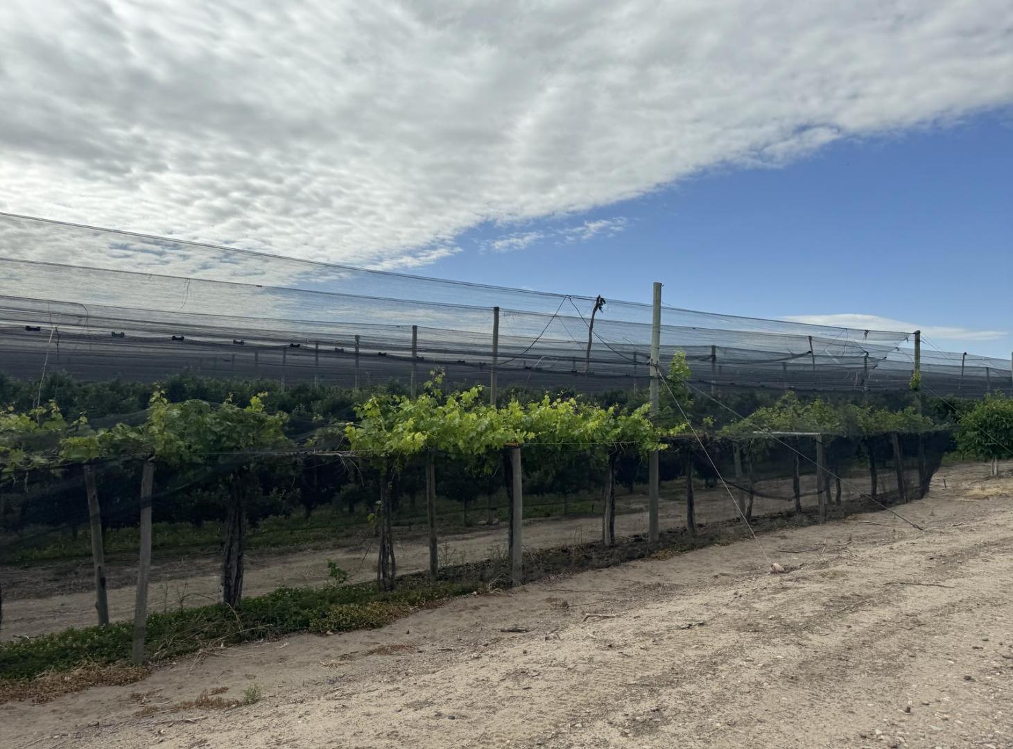 Foto de Finca en Corredor Productivo del valle de Uco, imagen 2