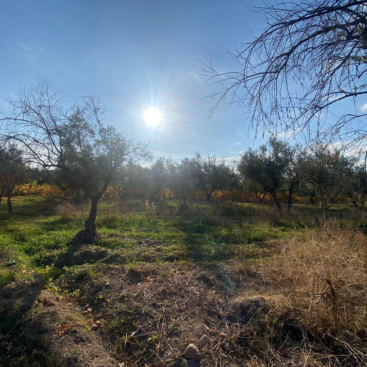 Se Vende Hermosa Finca en Lunlunta - Maipú. 5 Hectáreas 3000 m 2