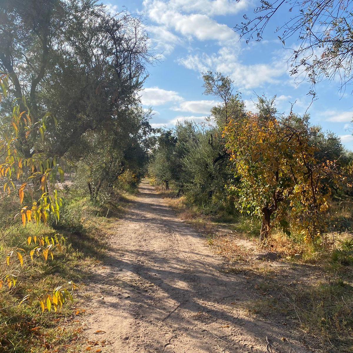 Se Vende Hermosa Finca en Lunlunta - Maipú. 5 Hectáreas 3000 m 3