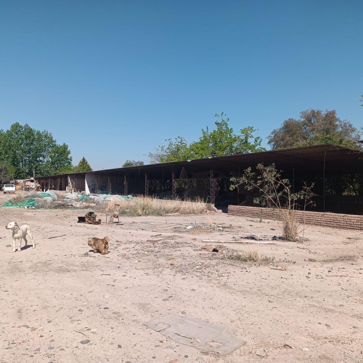 Se Vende Terreno de 1 Hectárea en Maipú, Sobre Calle Girasoles y Juan Jose Paso 5