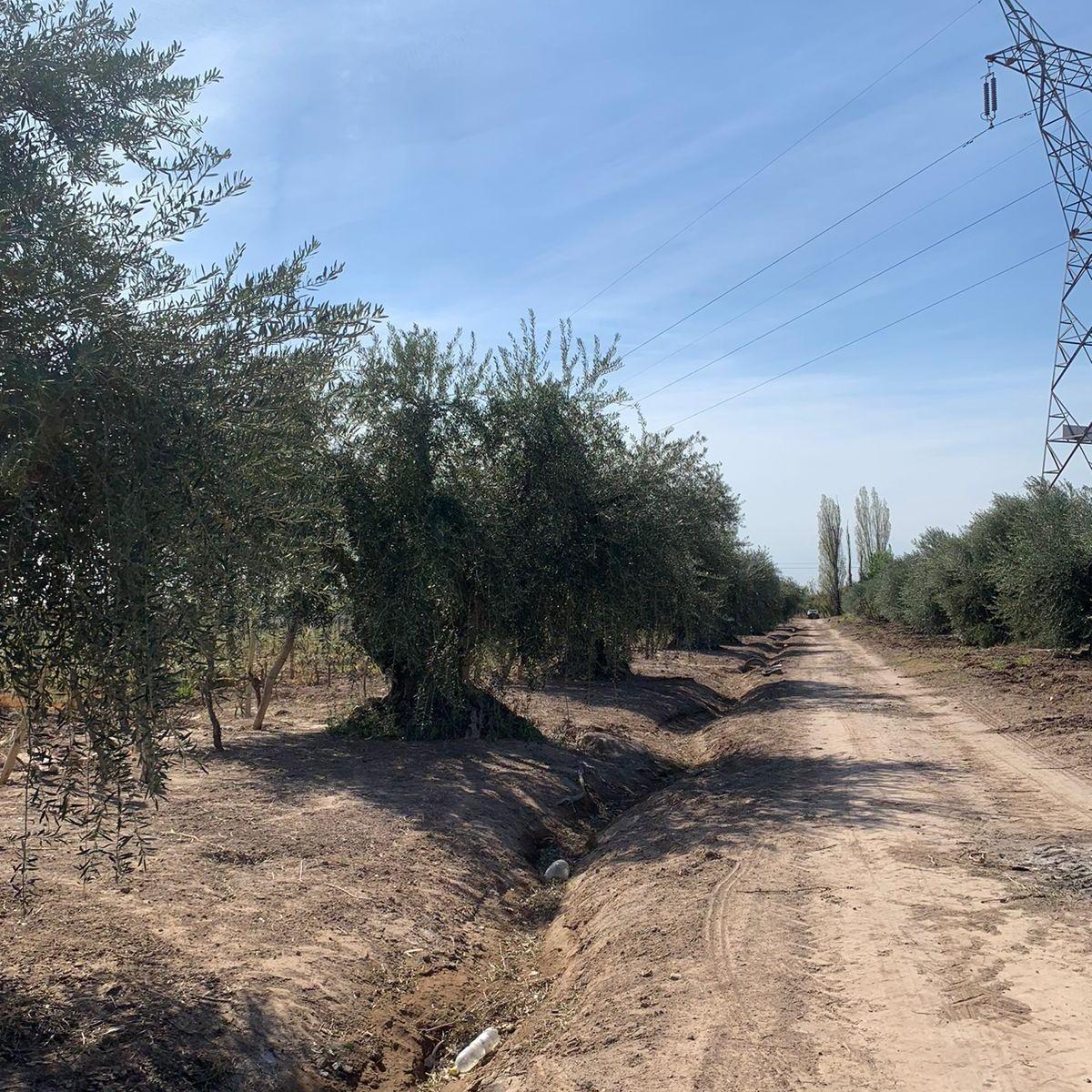 Se Vende Finca 3 Hectàreas Maipù Coquimbito 1