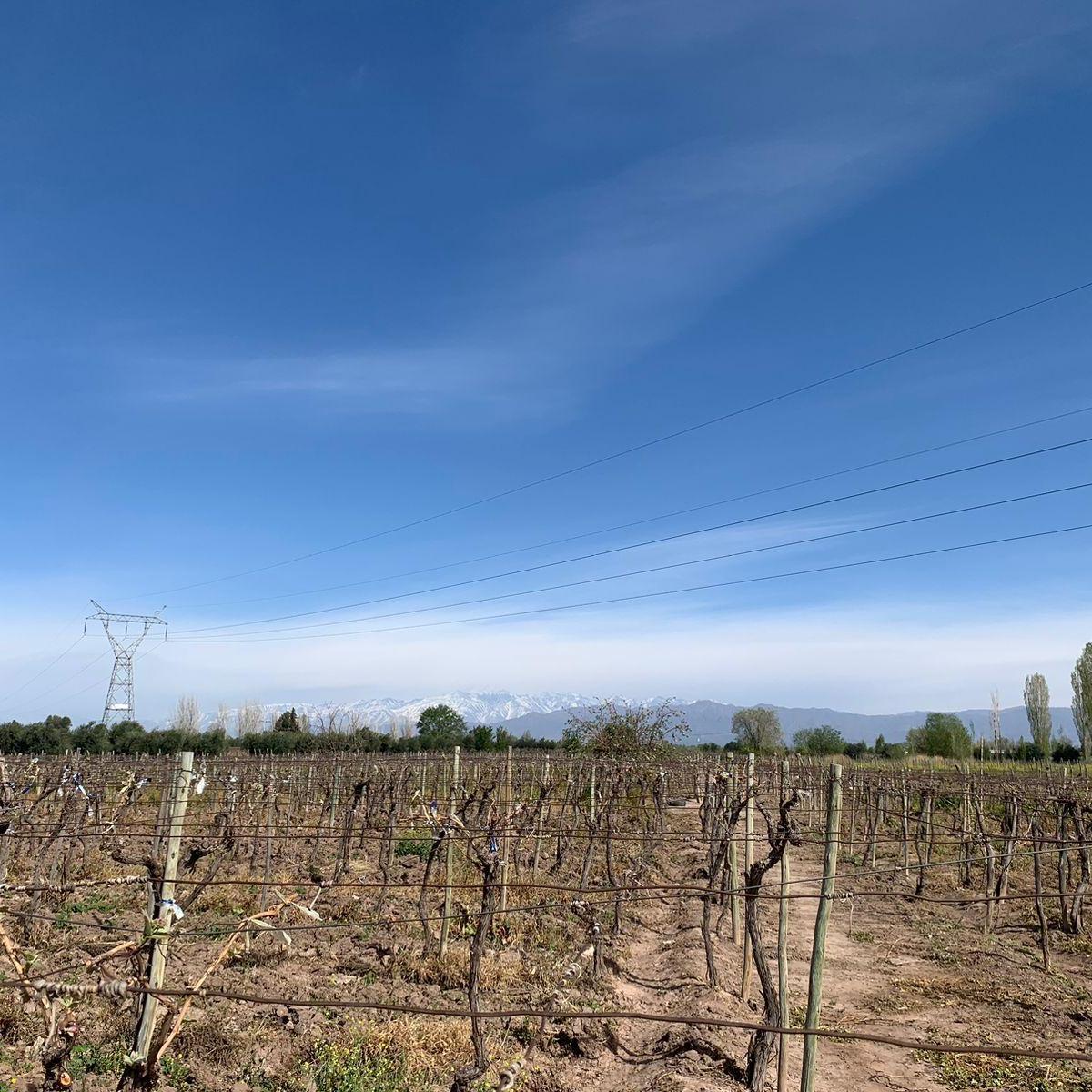 Se Vende Finca 3 Hectàreas Maipù Coquimbito 3