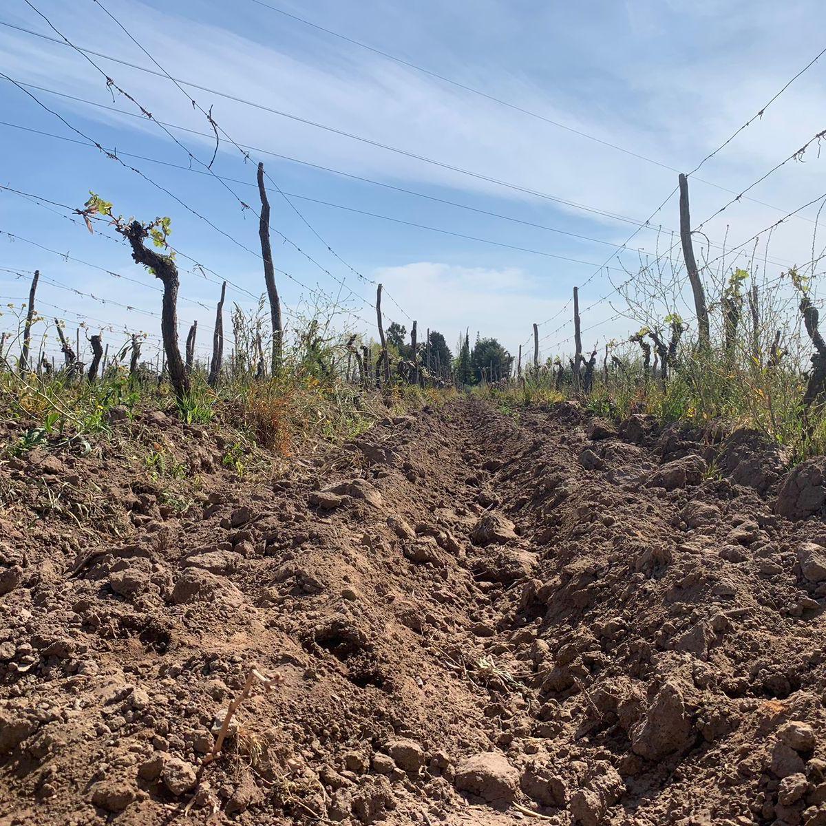 Se Vende Finca 3 Hectàreas Maipù Coquimbito 4