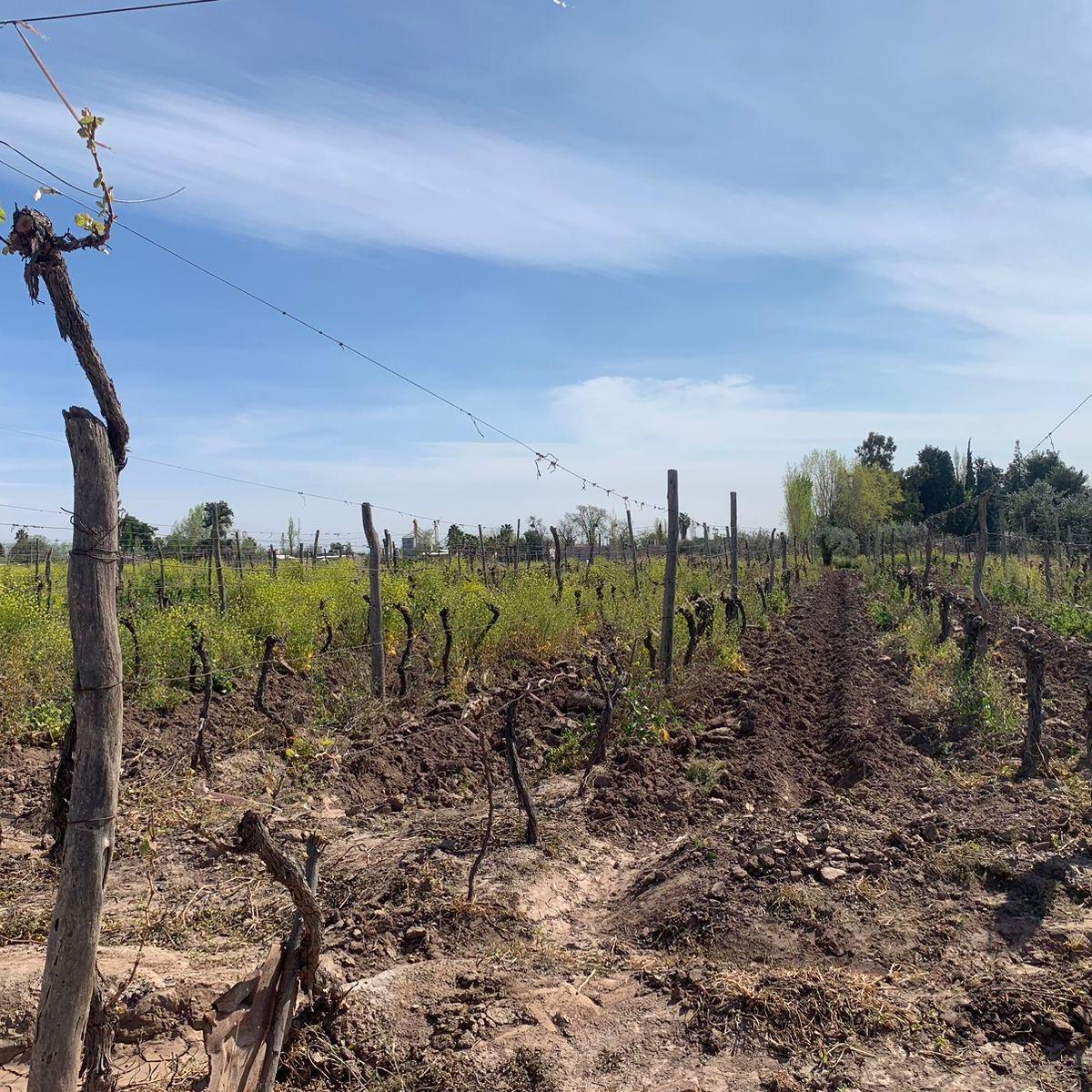 Se Vende Finca 3 Hectàreas Maipù Coquimbito 5