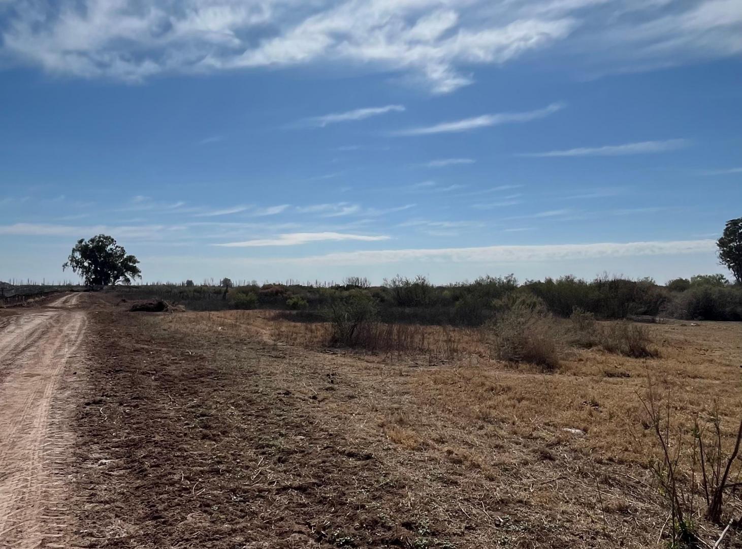Foto de SE VENDEN 2 FINCAS CONTIGUAS EN LAS VIOLETAS, LAVALLE, MENDOZA, imagen 1
