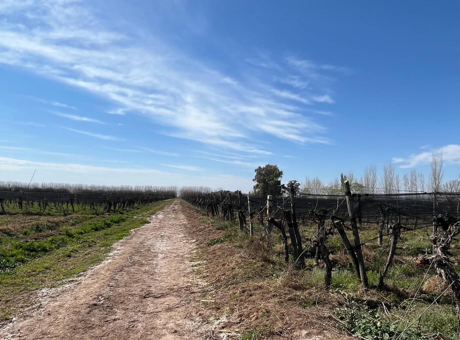 Foto de SE VENDEN 2 FINCAS CONTIGUAS EN LAS VIOLETAS, LAVALLE, MENDOZA, imagen 3