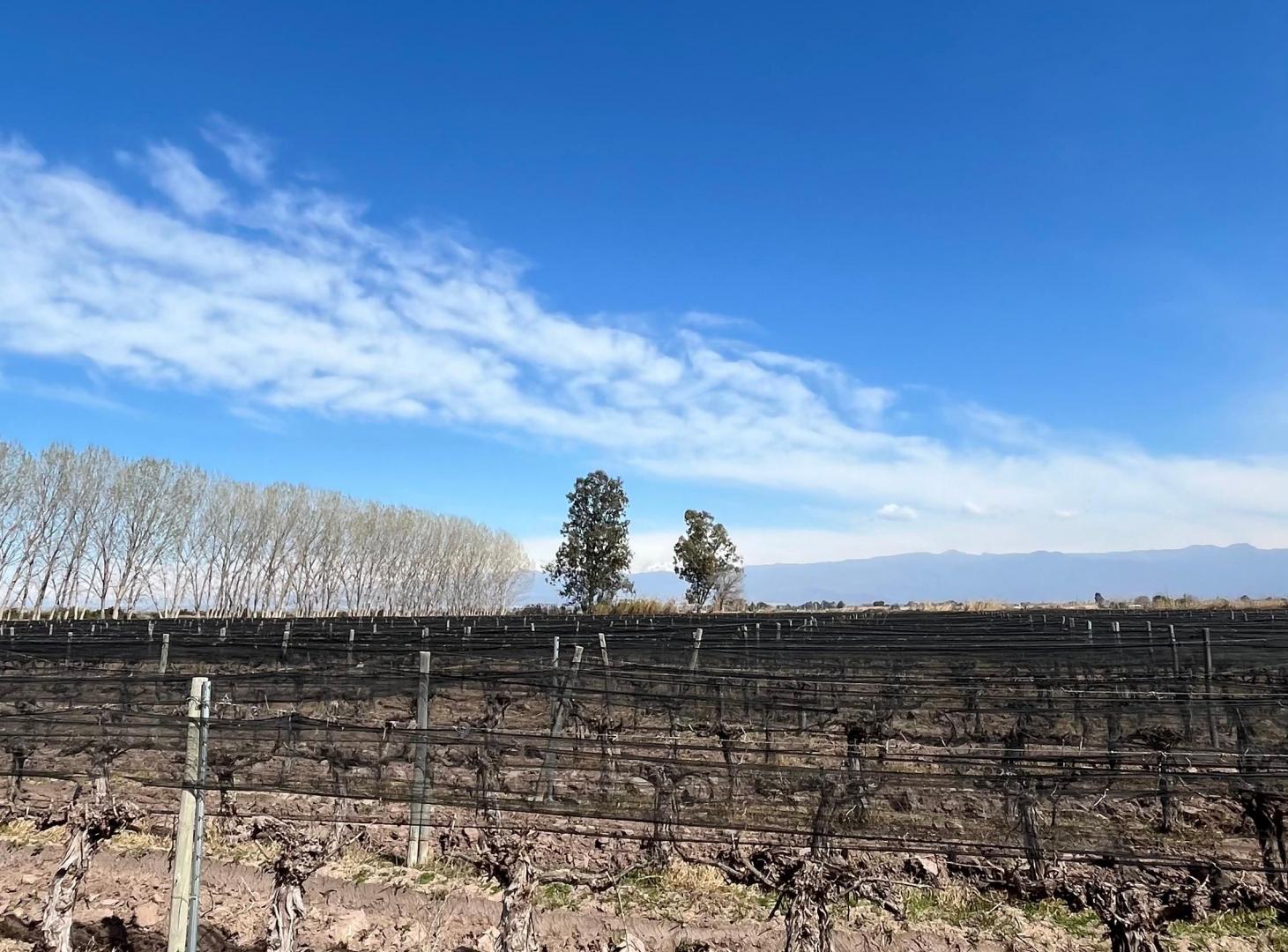 Foto de SE VENDEN 2 FINCAS CONTIGUAS EN LAS VIOLETAS, LAVALLE, MENDOZA, imagen 5