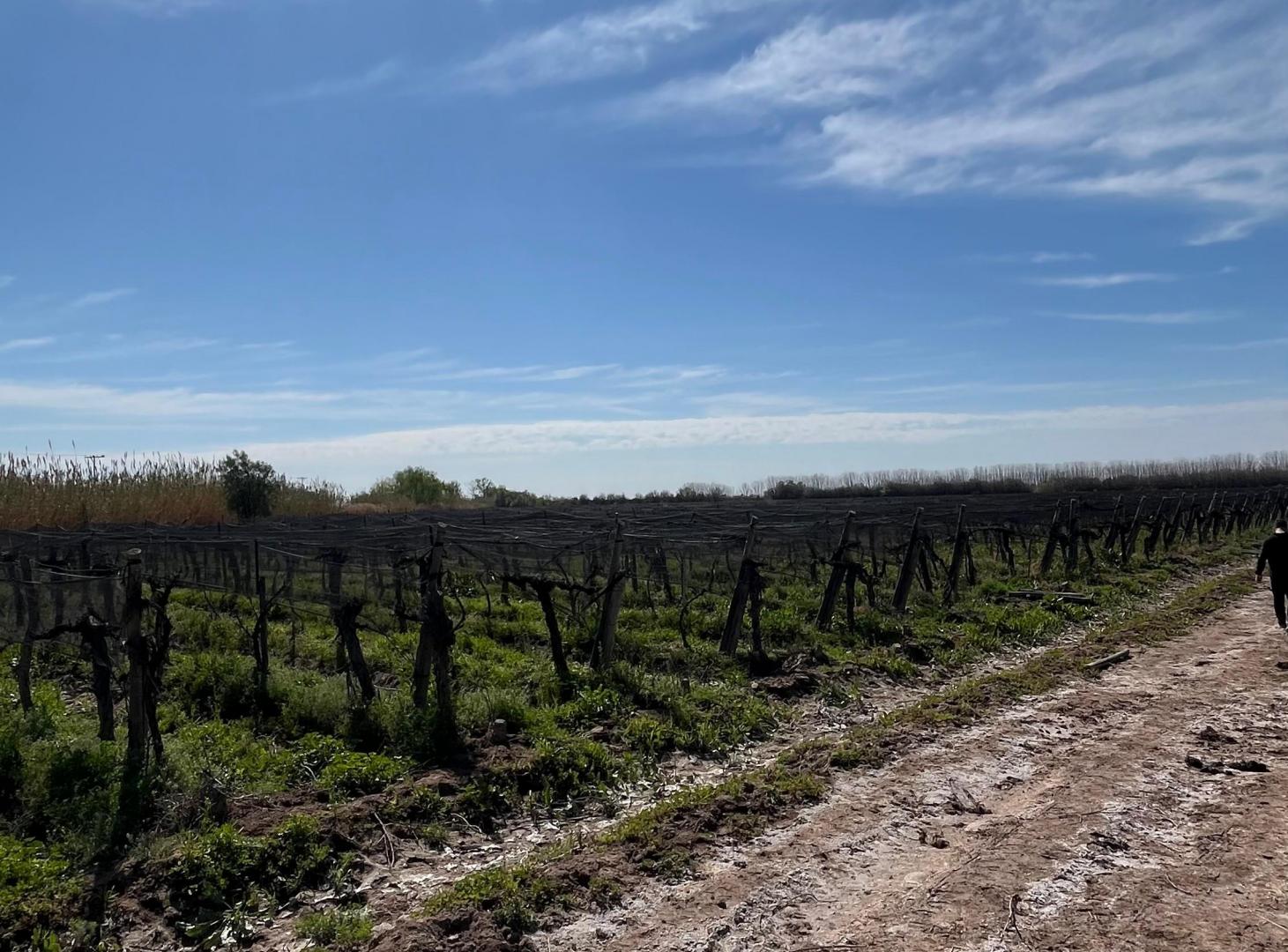 Foto de SE VENDEN 2 FINCAS CONTIGUAS EN LAS VIOLETAS, LAVALLE, MENDOZA, imagen 4