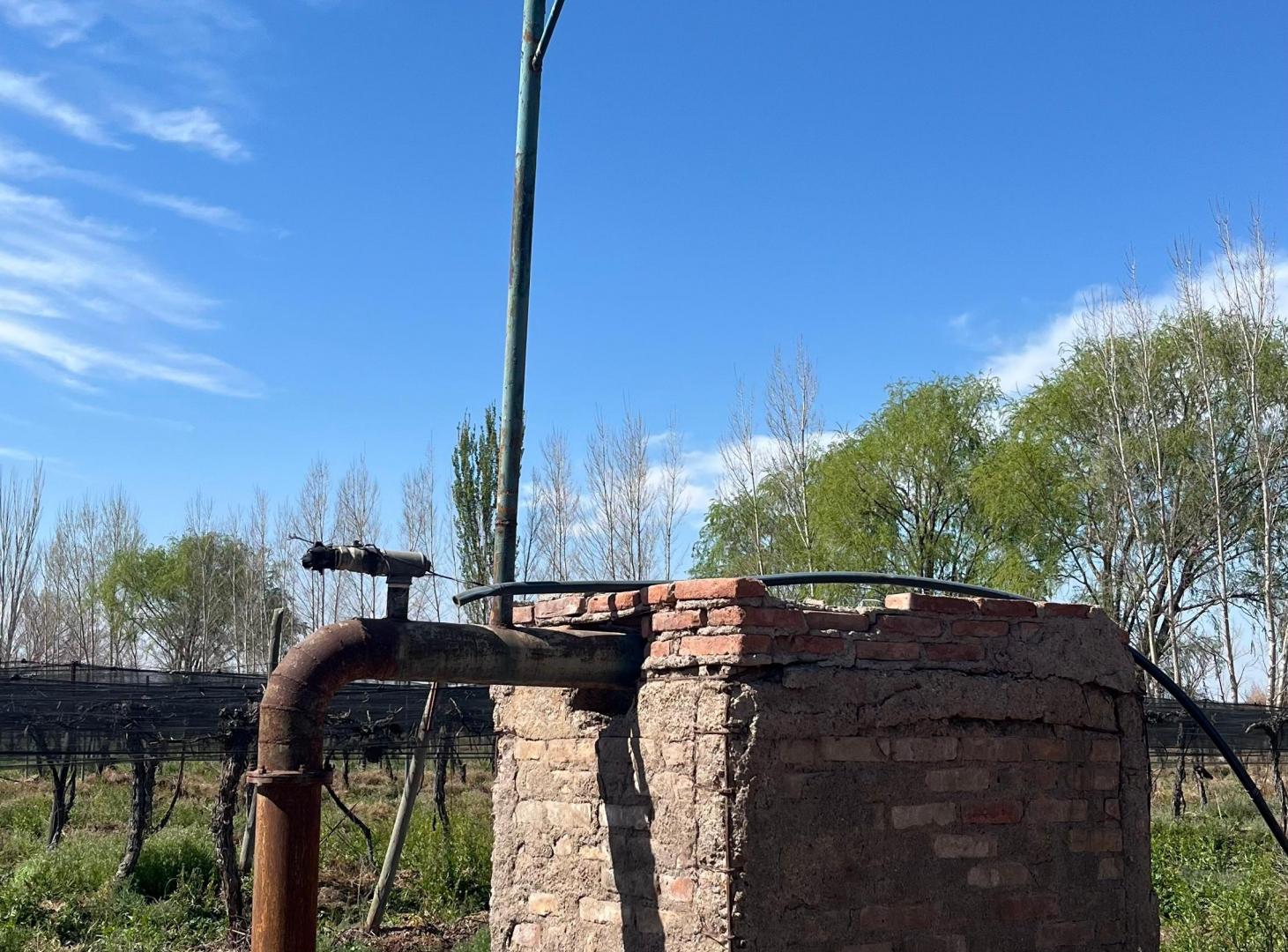 Foto de SE VENDEN 2 FINCAS CONTIGUAS EN LAS VIOLETAS, LAVALLE, MENDOZA, imagen 2