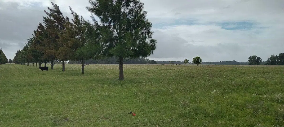 HECTAREAS  EN VENTA-VERÓNICA - PUNTA INDIO (25Ha) 4