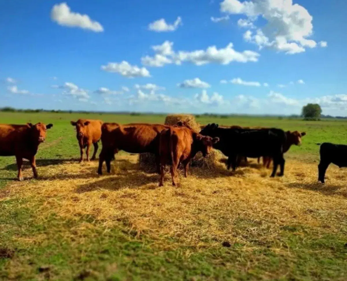 CAMPO EN VENTA SOBRE RUTA 2 KM 89/90 4