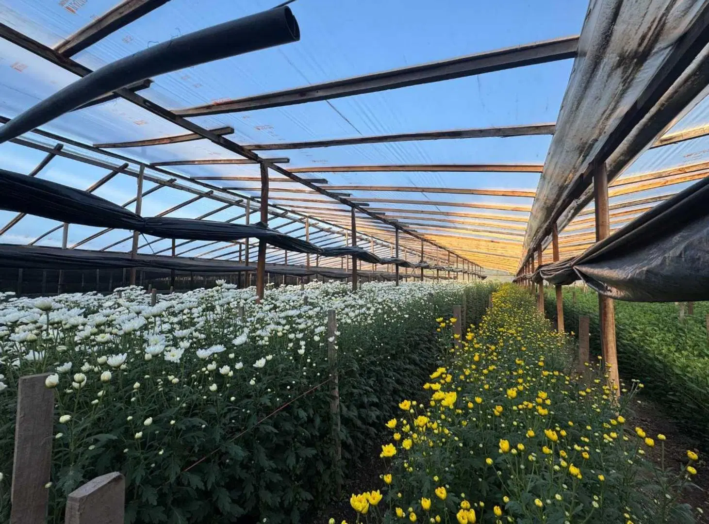 CAMPO EN VENTA  EN ABASTO SOBRE RUTA 36 4