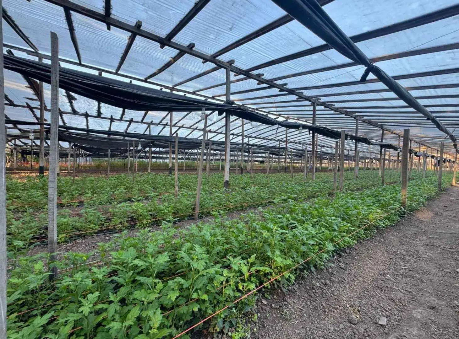 CAMPO EN VENTA  EN ABASTO SOBRE RUTA 36 5