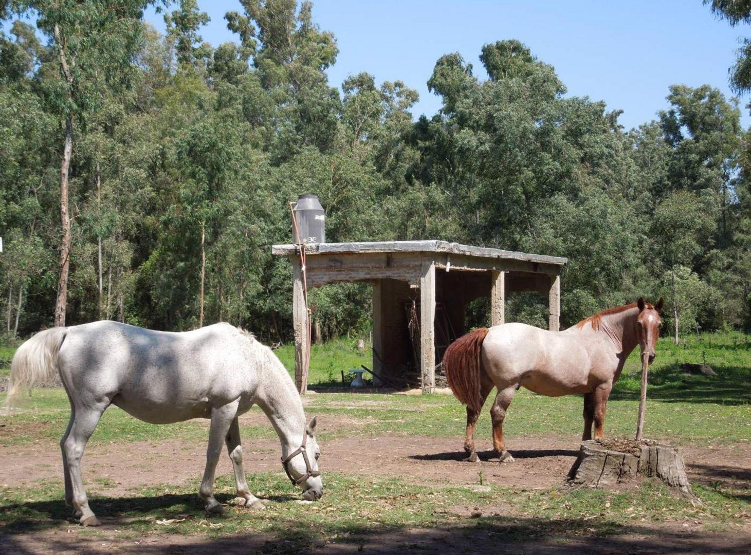 Foto de Lote en Chascomús Venta 1 Ha Casa a reciclar, imagen 2