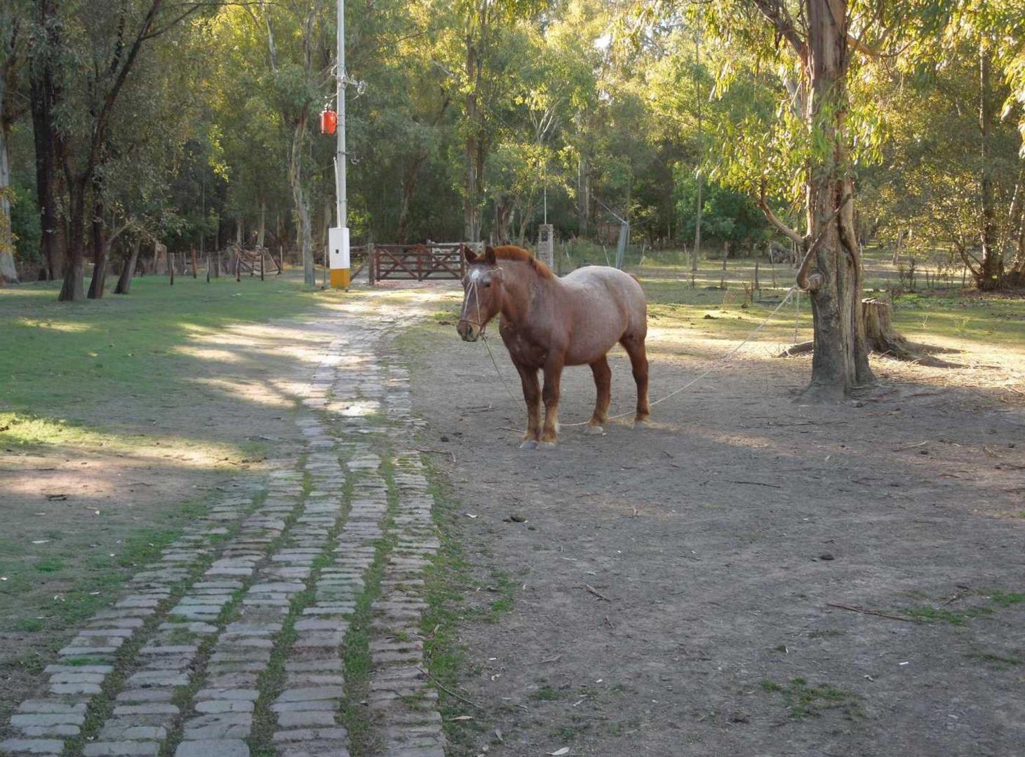Foto de Lote en Chascomús Venta 1 Ha Casa a reciclar, imagen 3