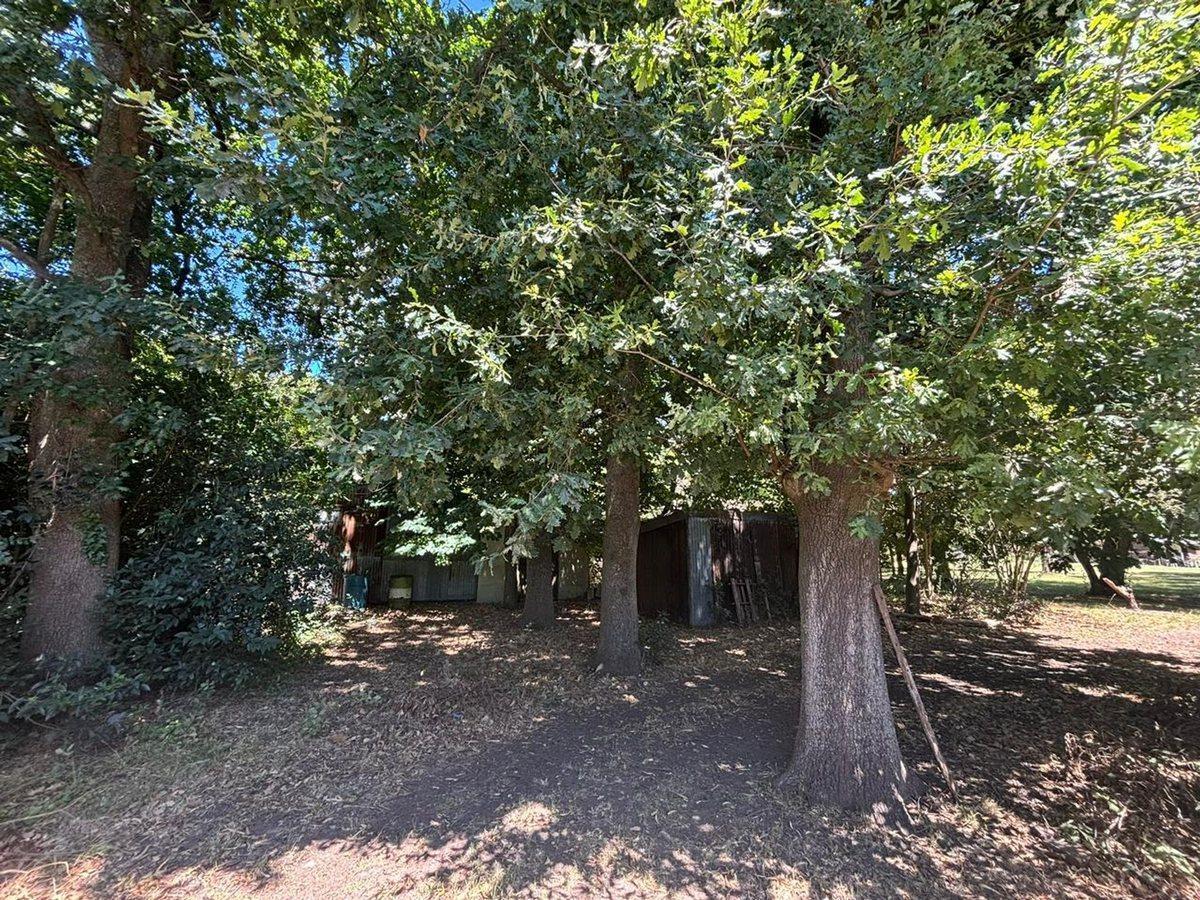 Foto de 1 HECTAREA EN VENTA EN ABASTO, imagen 5