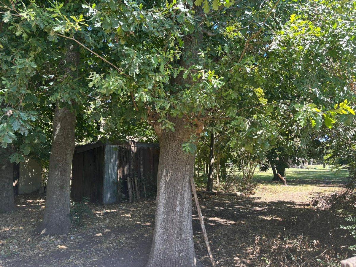 Foto de 1 HECTAREA EN VENTA EN ABASTO, imagen 1