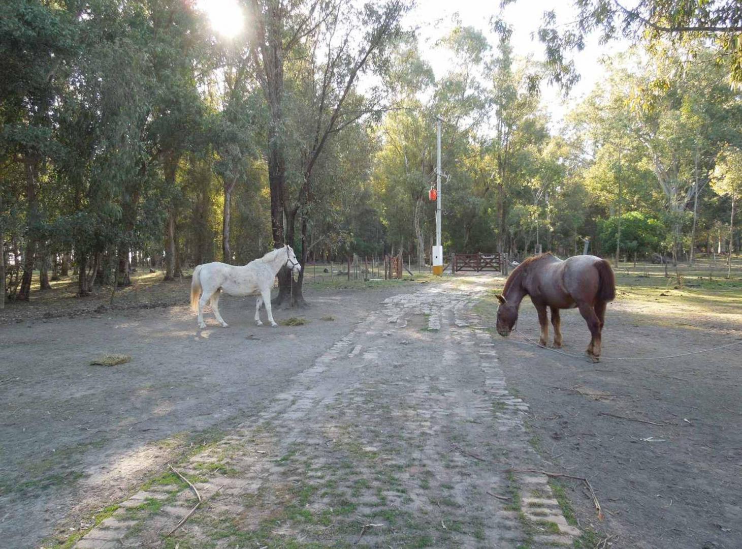 Foto de Lote en Chascomús Venta 1 Ha Casa a reciclar, imagen 5