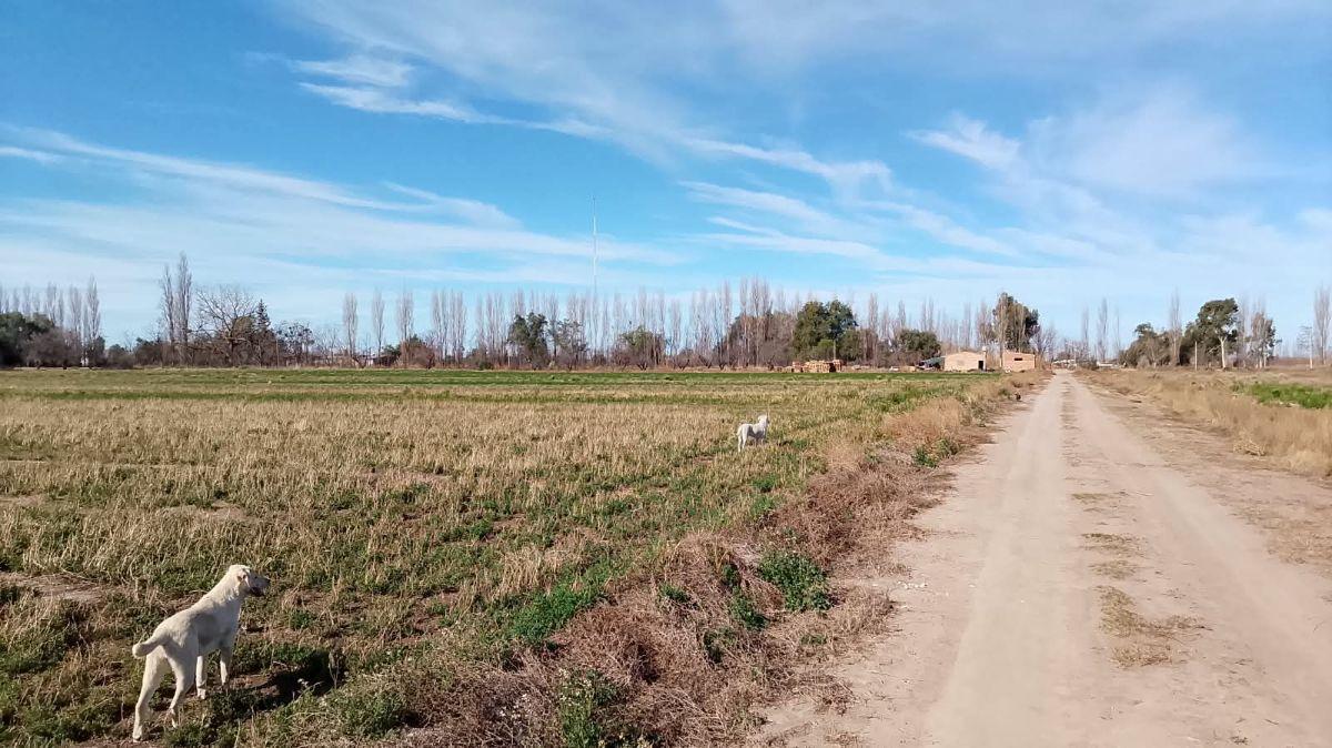 Foto de VENTA finca 32.3hectáreas Rama Caida. Todos los servicios , casa y, imagen 4