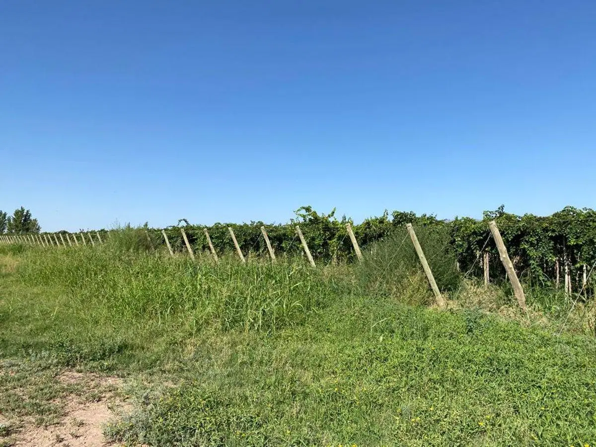 EXCELENTE FINCA DE 96 HECTÁREAS EN JOCOLÍ LAVALLE 2