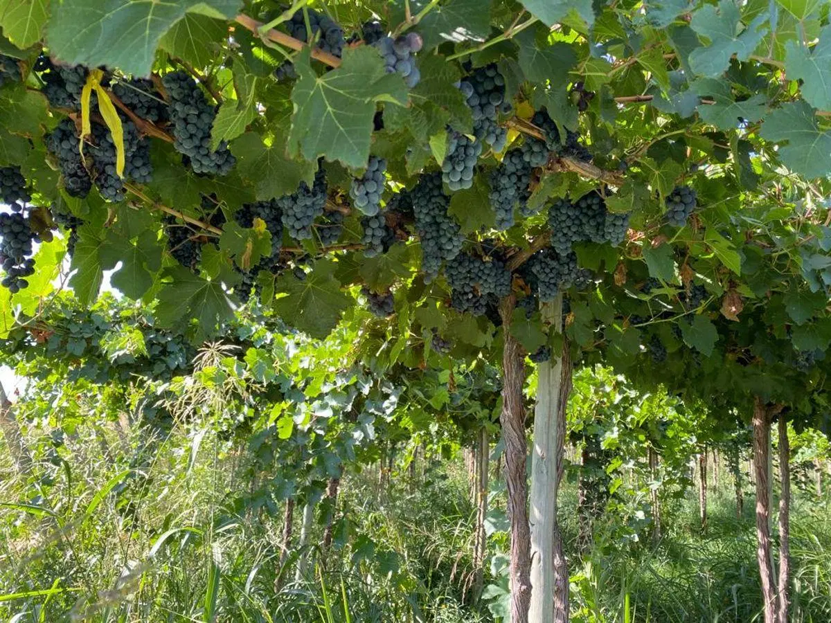 EXCELENTE FINCA DE 96 HECTÁREAS EN JOCOLÍ LAVALLE 4