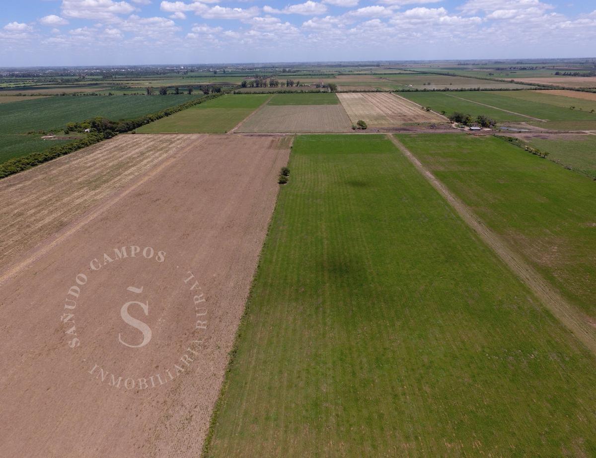 Campo Agrícola Suelo 1. Dto. Castellanos, Santa Fe. 1