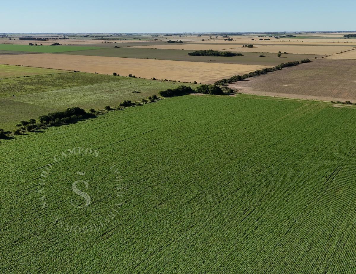 Venta Campo 162 Hectáreas Agrícolas. Coronda, Santa Fe. 3