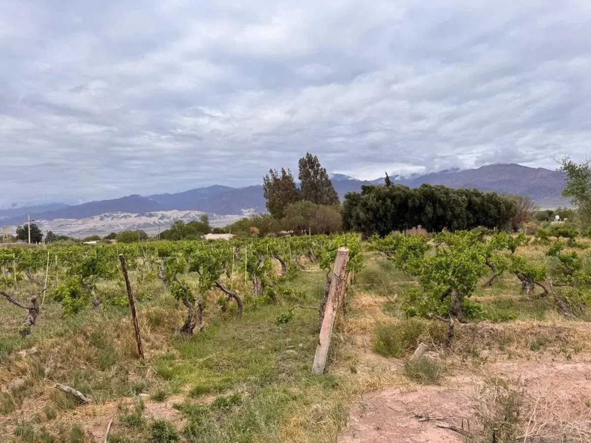 SE VENDE TERRENO EN FIAMBALA TINOGASTA 2