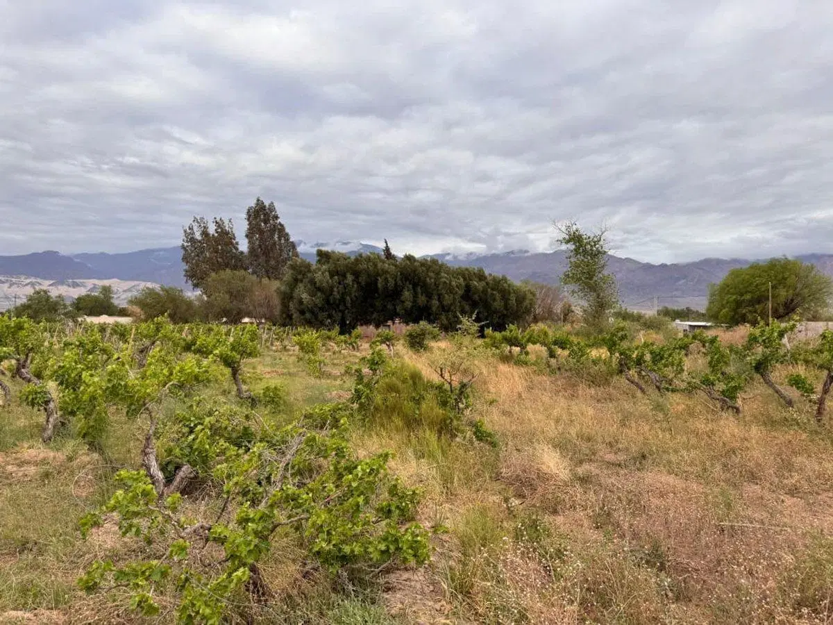 SE VENDE TERRENO EN FIAMBALA TINOGASTA 3