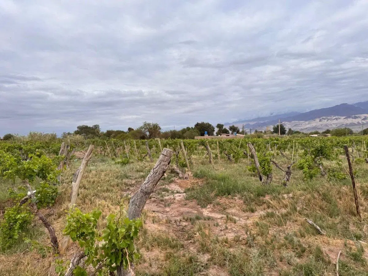 SE VENDE TERRENO EN FIAMBALA -  DPTO TINOGASTA 4