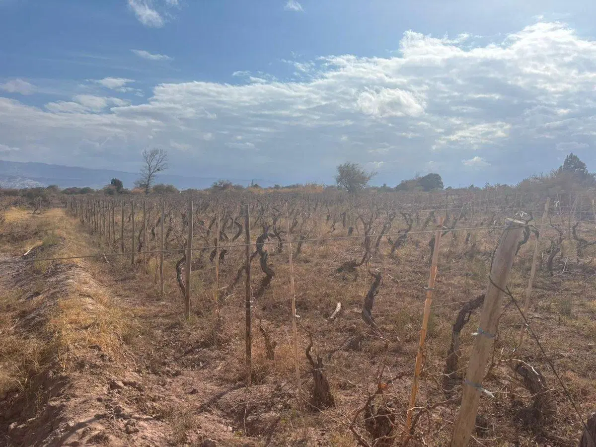 SE VENDE TERRENO EN FIAMBALA -  DPTO TINOGASTA 5