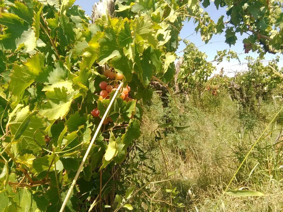 Se Vende terreno en Fiambala 5