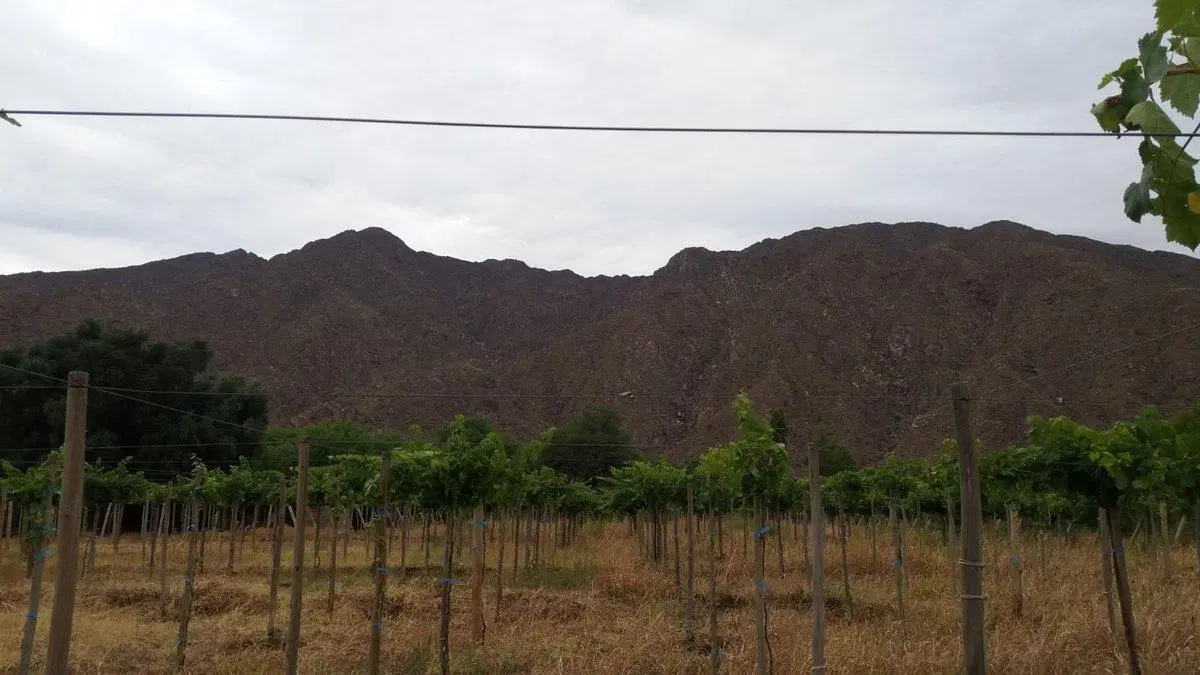 SE VENDE FINCA CON BODEGA, CAVA Y PARRAL 7083 M2 2