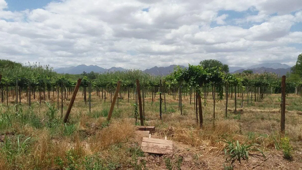 SE VENDE FINCA CON BODEGA, CAVA Y PARRAL 7083 M2 4