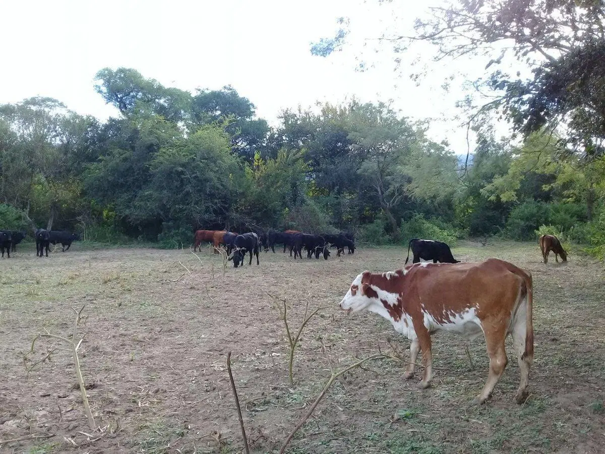 SE VENDEN 50 HAS PRODUCTIVAS APTAS DIVERSOS RUBROS 3
