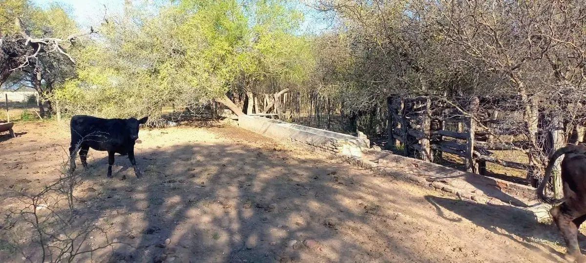 SE VENDE CAMPO DE 500 HAS EN DPTO LA PAZ CATAMARCA 4