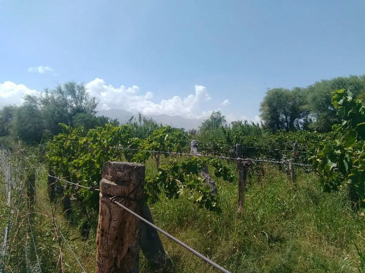 Se Vende terreno en Fiambala 3