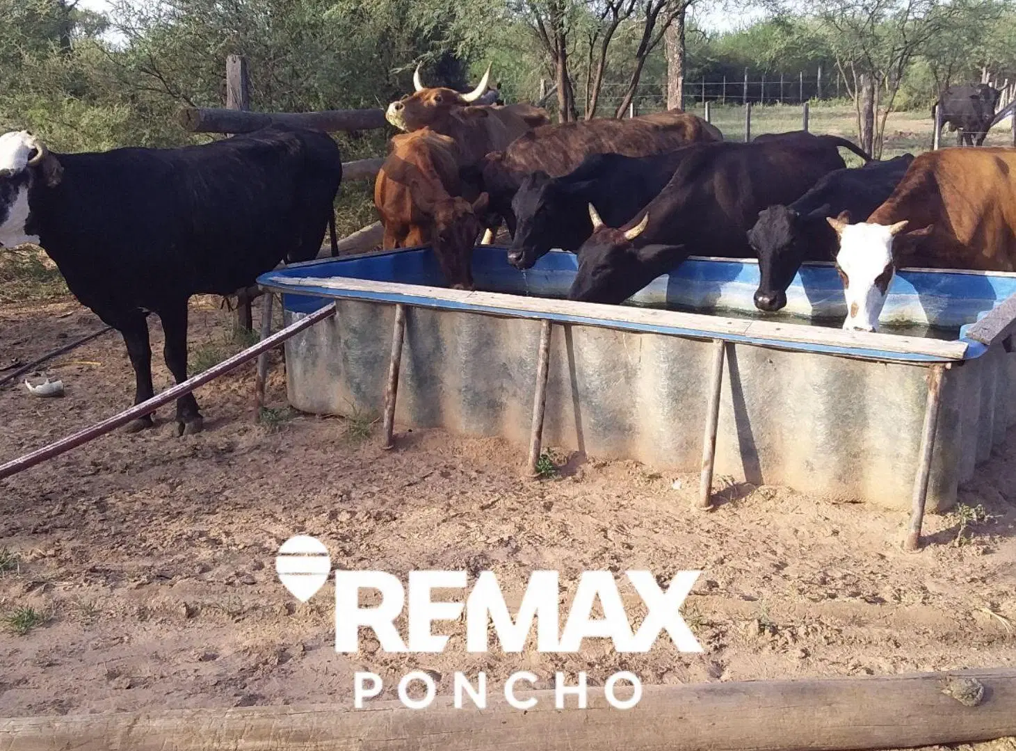 SE VENDECAMPO OPORTUNIDAD 5.940HA LA PAZ CATAMARCA 4