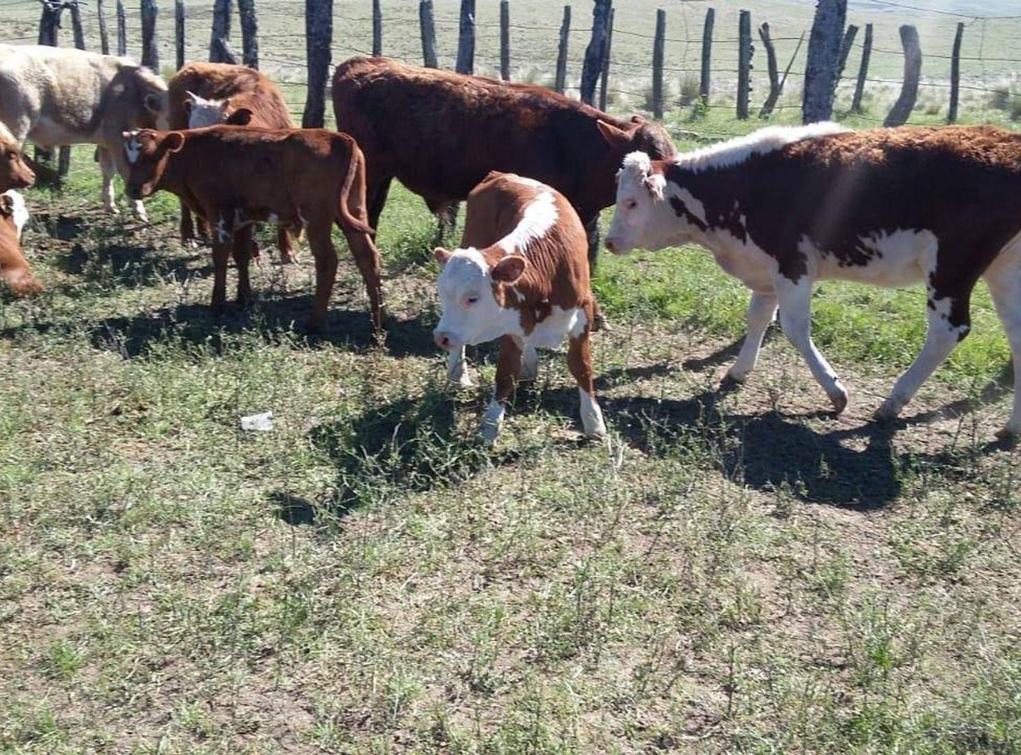 Foto de Vend0 Campo Productivo Agricultura y Ganadería, imagen 5